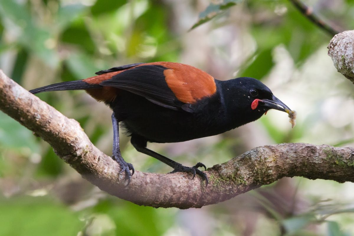 Saddleback : Birding NZ
